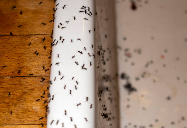 Pest Control for Restaurants in Homestead, PA